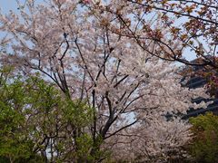 iphone_upload_pic-高东镇樱花园