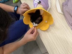 -凯特喵百思猫专科医院