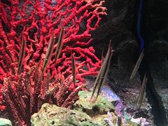 -暹罗海洋世界