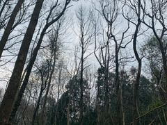 -午潮山国家森林公园