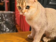 -猫色咖啡·猫咖