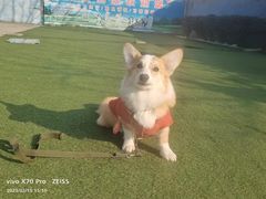 -宠物寄养训练学校