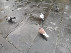 -领主广场