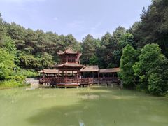 -铁山坪森林公园