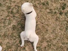 -趣玩宠物乐园寄养训犬训狗游泳池