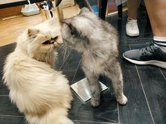 -猫色咖啡·猫咖