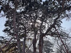 -北陵公园
