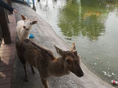 -北京鹿世界主题园