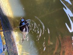 -蓝湾碧波·老字号·疍家非遗海上餐厅