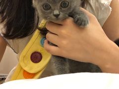 -猫咪派对(江南西店)