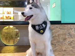 -Husky Go! 哈士奇体验馆·宠物咖啡厅狗咖