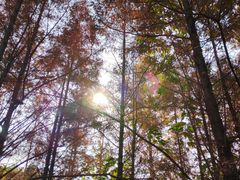 -白鹭湾湿地公园