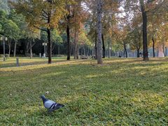 -顺峰山公园