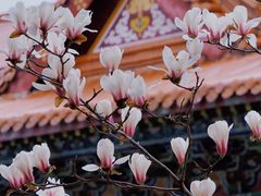 -皇罗禅寺
