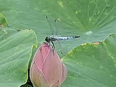 -天津东丽湖风景区