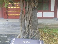 -仙游寺