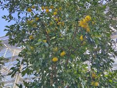 -前小桔亲子创意农场·草莓采摘·露营烧烤