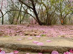 -鹫峰国家森林公园