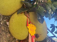 -西双版纳原始森林公园