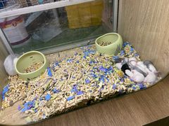 -藦茜花园宠物主题亲子互动体验馆(国顺东路店)