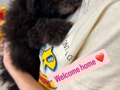 -翊宠yipet猫狗购宠庄园犬舍•猫舍