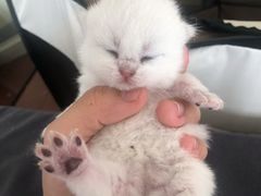 -爱侣宠医·鹦鹉专科·小型哺乳类·异宠专科(灵石路店)