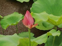 -荷塘月色湿地公园·向阳花洲