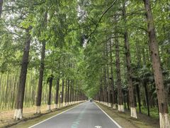 -黄海国家森林公园