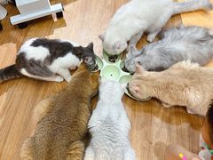 -COLOR PETS 撸猫馆·购猫·猫咖(长风大悦城店)
