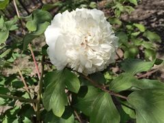 -黑龙江省森林植物园