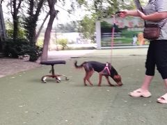 -宠物寄养训练学校