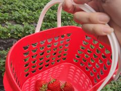 -昌平兴寿秀秀草莓采摘园