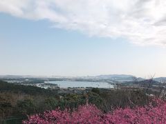 -香雪海
