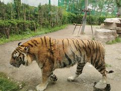 -上海野生动物园老虎餐厅