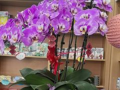 -东日国际动物医院·CT·心脏专科(桃源分院)