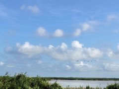 -盐城丹顶鹤湿地生态旅游区