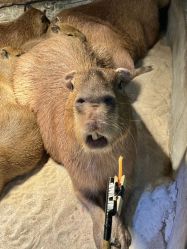 -Zoolung Zoolung动物主题公园(海信广场店)