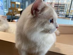 -瞄一喵猫咖(格力海岸店)