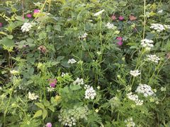 -艾溪湖湿地公园