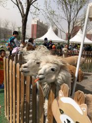 -萌宠亲子动物乐园(槐房万达店)