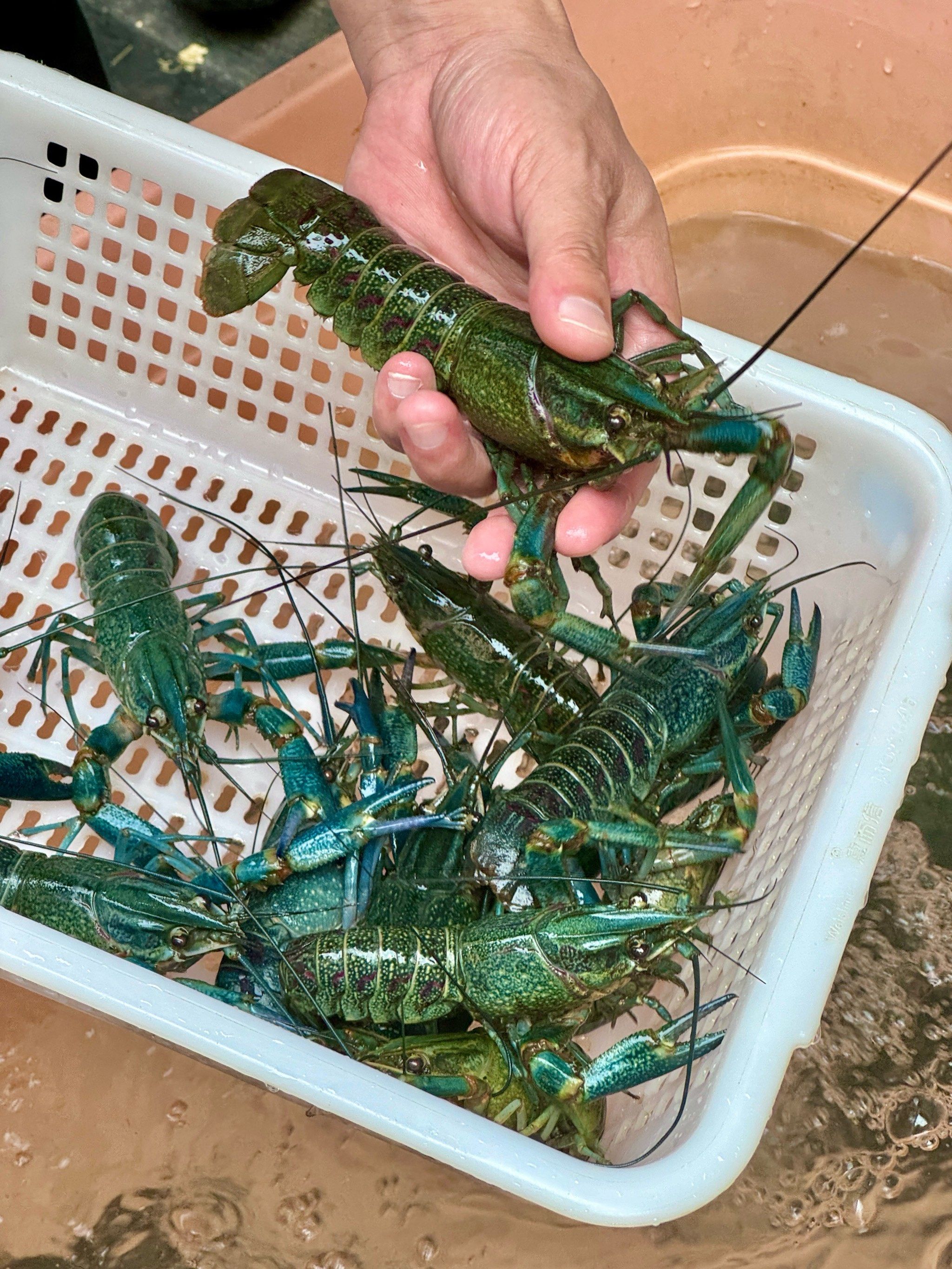 青色小龙虾吃过吗?反正我是头回见!