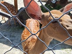 -长白岛森林公园