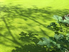 -渌洋湖湿地公园