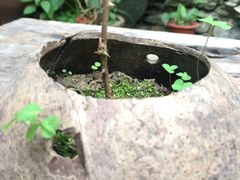 -小洲村