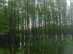 -昆山城市生态森林公园