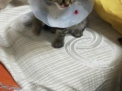 -宠福鑫康馨动物医院·骨科·眼科
