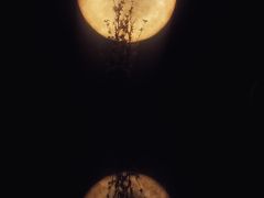 -月下料理(楷林IFC店)