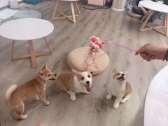 -浣熊柯尔鸭土拨鼠·电玩咖