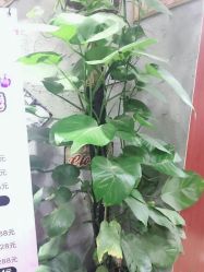 -钉格