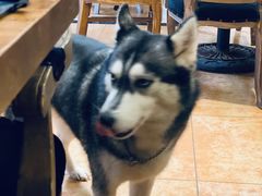 -more than meow吴止猫主题餐厅(承德 中船汇店)